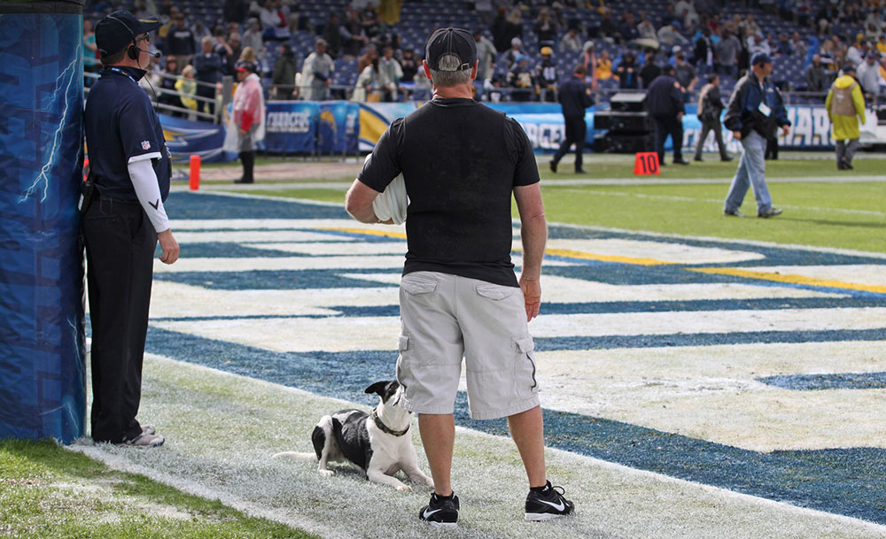 Frisbee dog halftime show